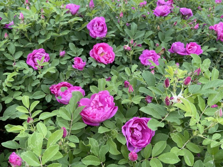 春季观赏植物，运河公园的玫瑰花